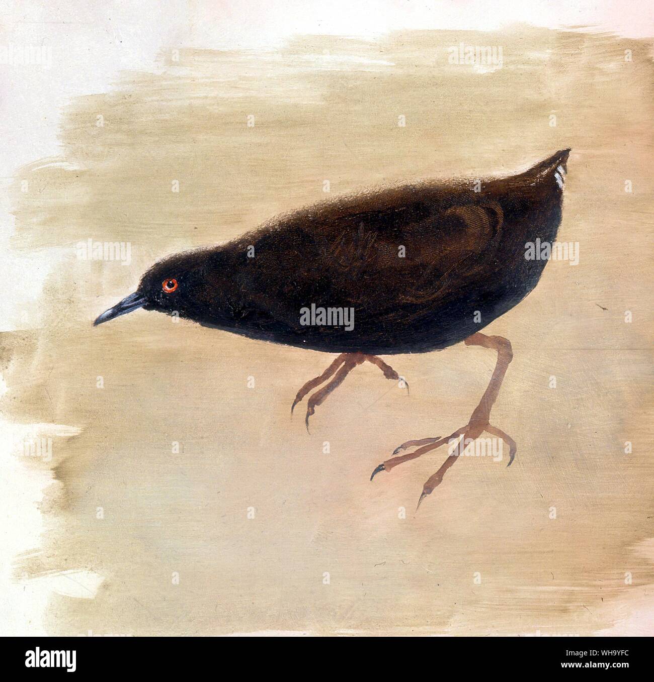 Kusaie Insel Crakear. Ölgemälde von Carolyn Sinclair-Smith. - Länge der Vogel, 18 cm (7 in) Stockfoto