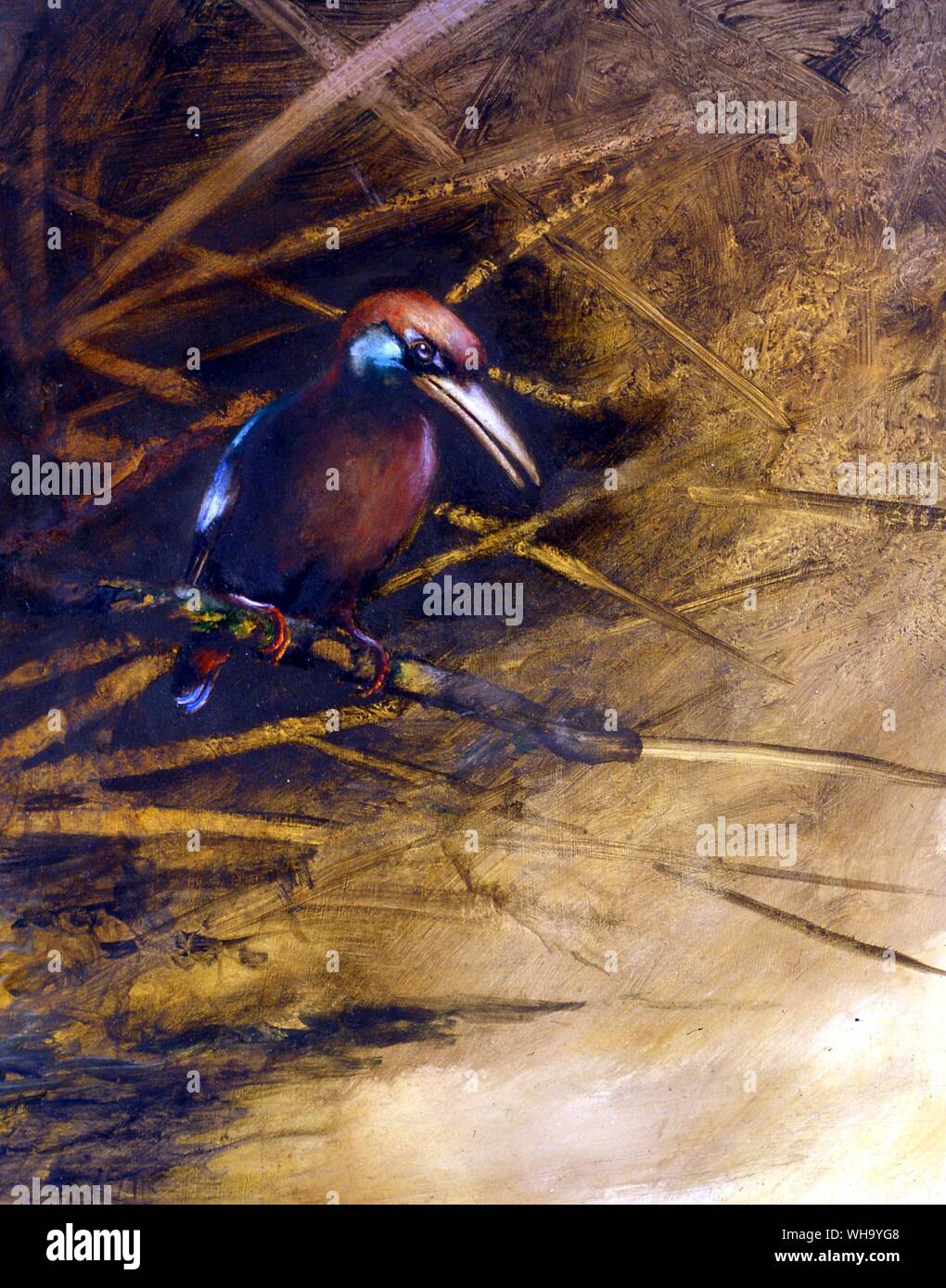 Ryukyu Eisvogel. Öl Malerei von Errol Fuller - Länge der Vogel 24 cm (9.5In) Stockfoto