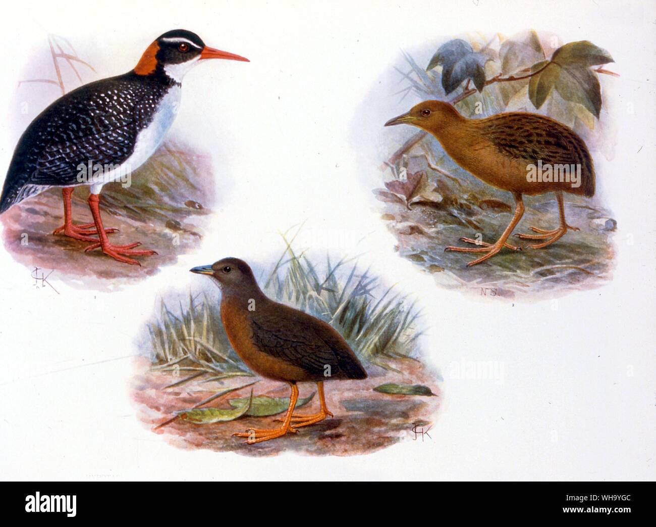 Ausgestorben Schienen. Oben rechts: Hawaiian Rail (Porzana sandwichensis); Mitte: Eine dunkle Form von S. sandwichensis oder vielleicht eine eigene Art (S. millsi); oben links: Tahitian Rot-Schiene (Rallus pacificus) in Rechnung gestellt. Chromolithographs von W. Rothschild ausgestorbenen Vögel (London, 1907), Pl.26. Mit freundlicher Genehmigung von Herrn Hon. Miriam Rothschild. - Hawaiische Rail ist 14 cm (5.5In) Länge Stockfoto