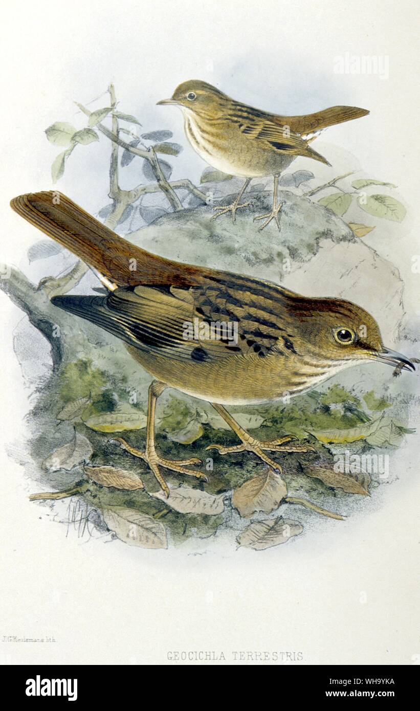 Kittlitz ist Soor. Handcolorierte Lithographie von J.G. Keulemans von H. Seebohm der Monografie des Turdidae (London, 1902), Pl 33 - Länge des Vogel 23 cm (9 in) Stockfoto