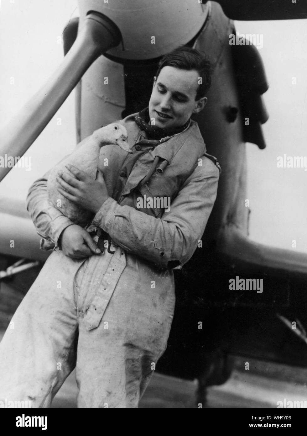 WW2: RAF Fighter Pilot hält eine Gans. Stockfoto