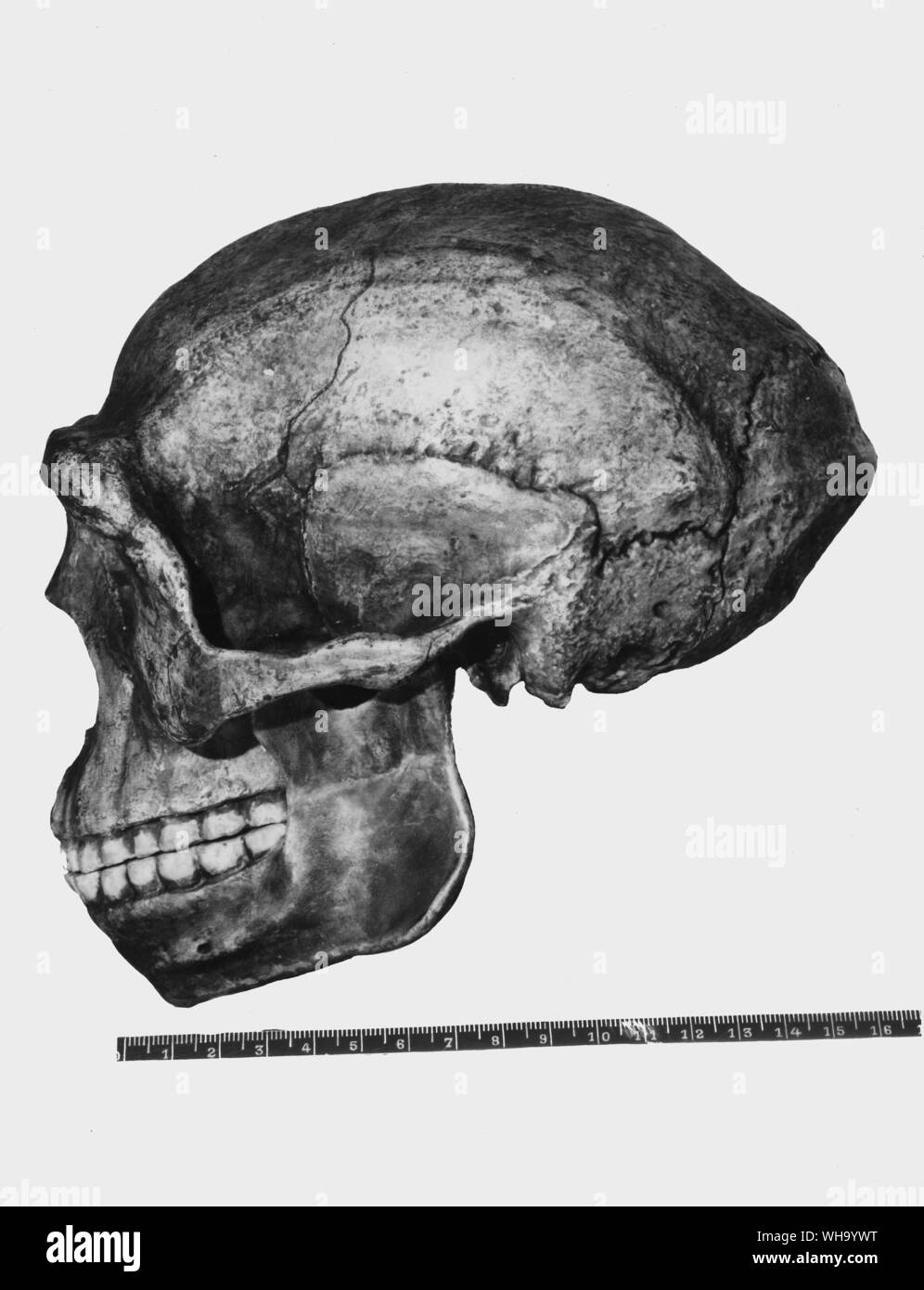 Anfang / der primitive Mensch: ein Schädel eines frühen asiatischen Menschen. Stockfoto