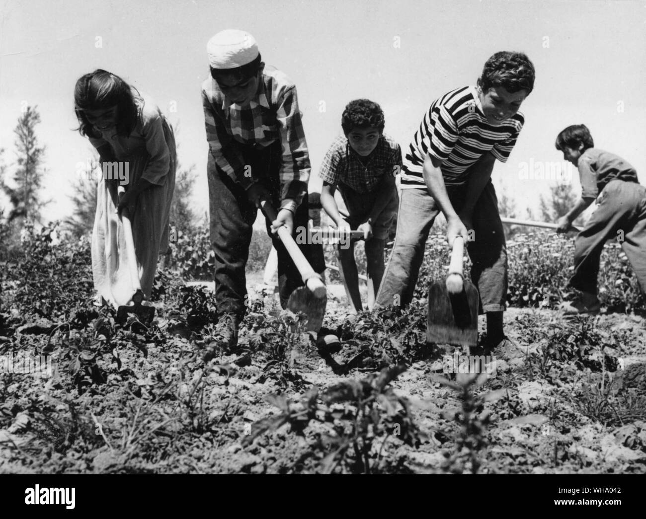 Pflanzen Gärten im Negev Siedlung Schule, Israel. Stockfoto