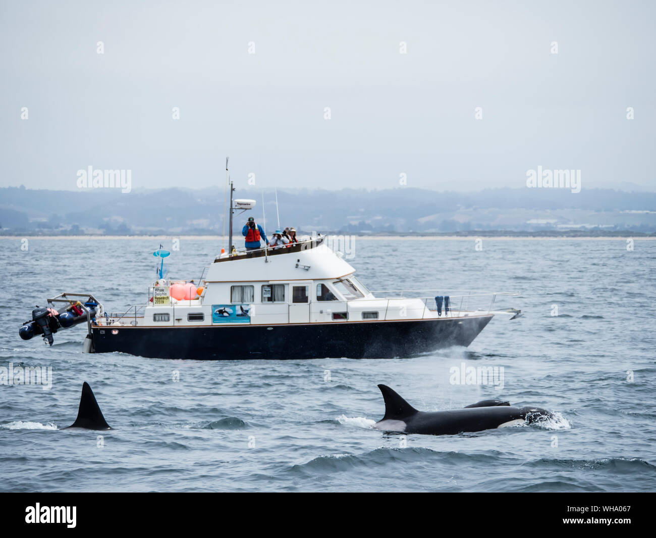 Nach Schwertwale (Orcinus orca) in der Nähe von Forschung Boot im Monterey Bay National Marine Sanctuary, Kalifornien, Vereinigte Staaten von Amerika Stockfoto
