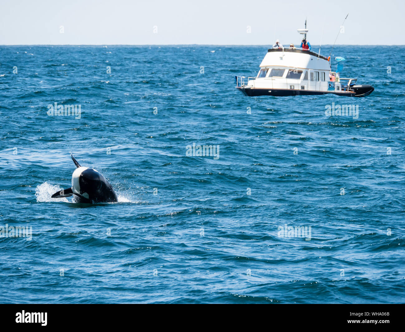 Vorübergehende Schwertwal (Orcinus orca), Verletzung des Monterey Bay National Marine Sanctuary, Kalifornien, Vereinigte Staaten von Amerika, Nordamerika Stockfoto