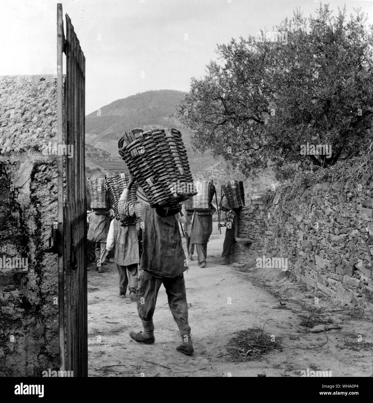 Portugal, 1957: Douro Wein Industrie-Szene auf portugiesischen Weinberg. Stockfoto