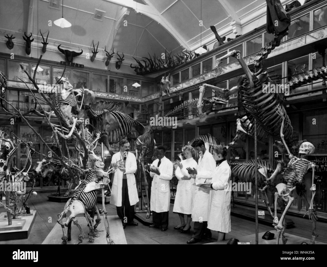 Museum der anatomischen Abteilung der Universität von St. Andrews, Schottland, (Sept. 1959). Stockfoto