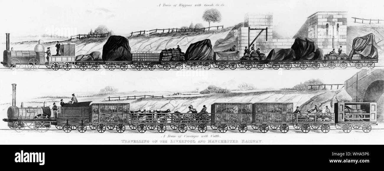Reisen auf der Liverpool und Manchester Railway. Ein Zug von Wagen mit Vieh. Ein Zug von Wagen mit Waren. 1831 Stockfoto