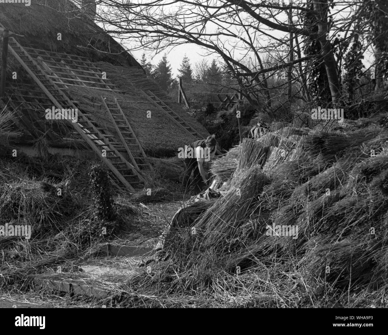 Thatching in Longstock in Hampshire. Gekämmt Weizen Reed wird hier verwendet. . Stockfoto