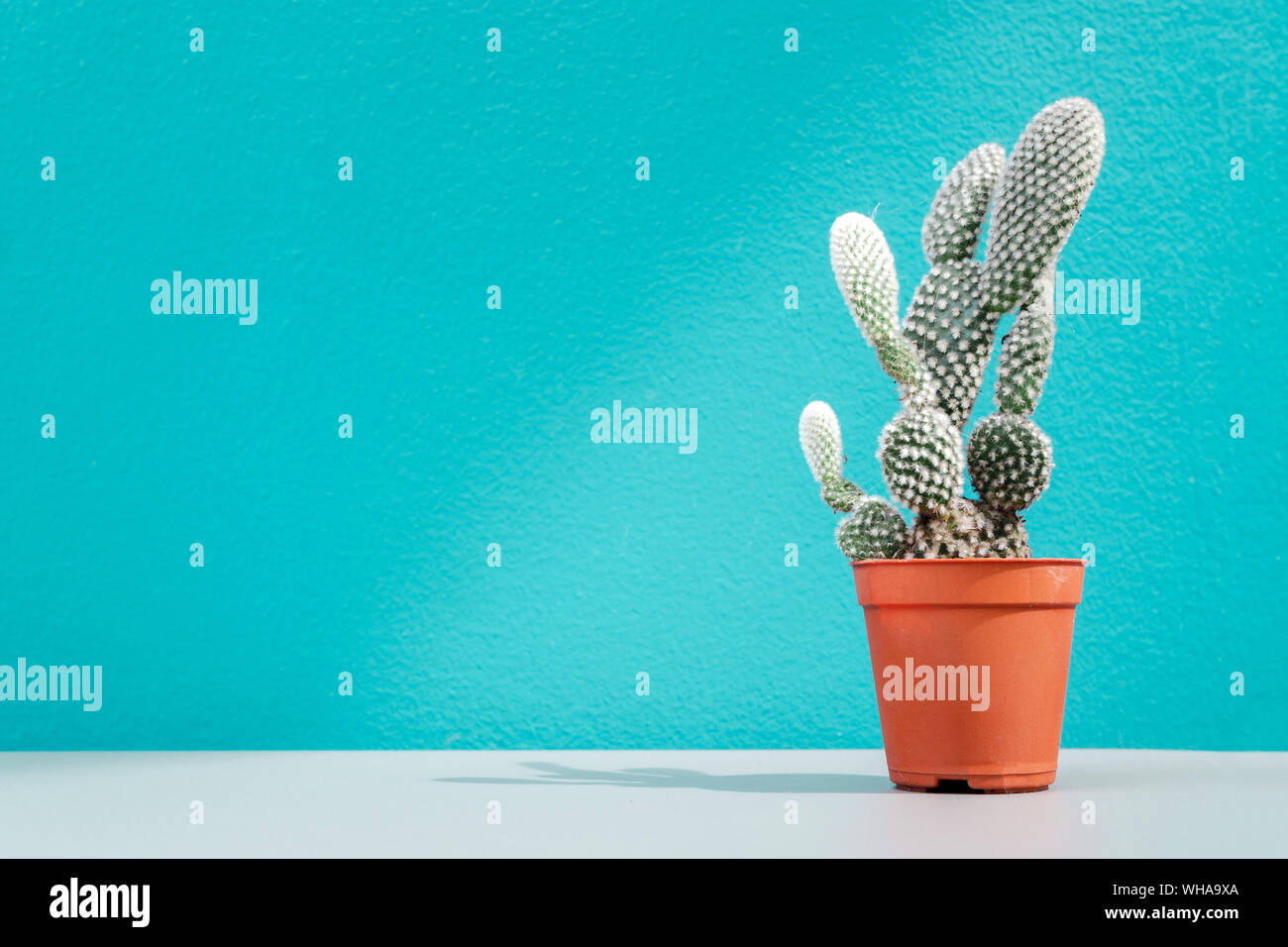 Kaktus Pflanzen in einem orange Plastik Topf auf den Tisch mit grünen Wand Hintergrund im Coffee Shop mit kopieren. Haus und Garten Dekoration Stockfoto