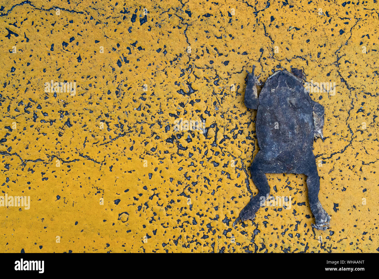 Dead Flat Kröte auf den gelben asphaltierte Straße mit dem Auto Unfall in der Stadt zerquetscht. Tiere in Gefahr, wenn die Invasion in Ihrem natürlichen Lebensraum sind. Stockfoto