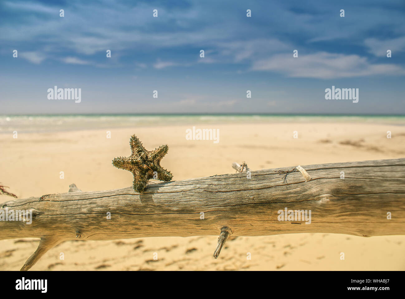 Sterne fisch am strand -Fotos und -Bildmaterial in hoher Auflösung – Alamy