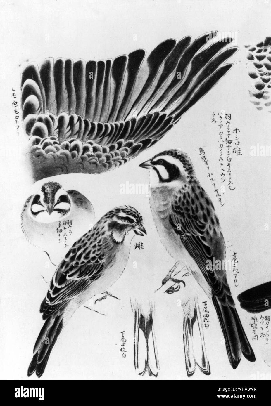 Detaillierte Studien von einem Sibirischen wiese Bunting von Okyo Maruyama 1733-95. In der japanischen Malerei eine dekorative und sorgfältige Gestaltung war in der Regel wichtiger als die Treue zu der Natur. Maruyama, der ermutigt seine Schüler detaillierte Studien aus der Natur zu machen, wird als der Gründer des Naturalismus in der japanischen Malerei gutgeschrieben Stockfoto