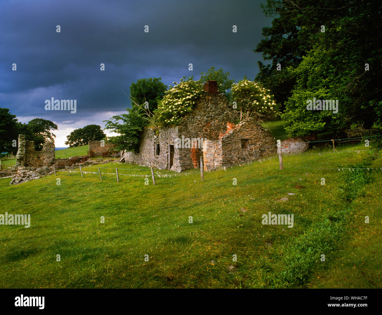 Ansicht: 5-15 von einem Obdachlosen, zweistöckiges Bauernhaus mit Nebengebäuden auf einem Hügel oberhalb des Plas Dolben Farm, dyserth, North Wales, UK. Elder blühen. Stockfoto
