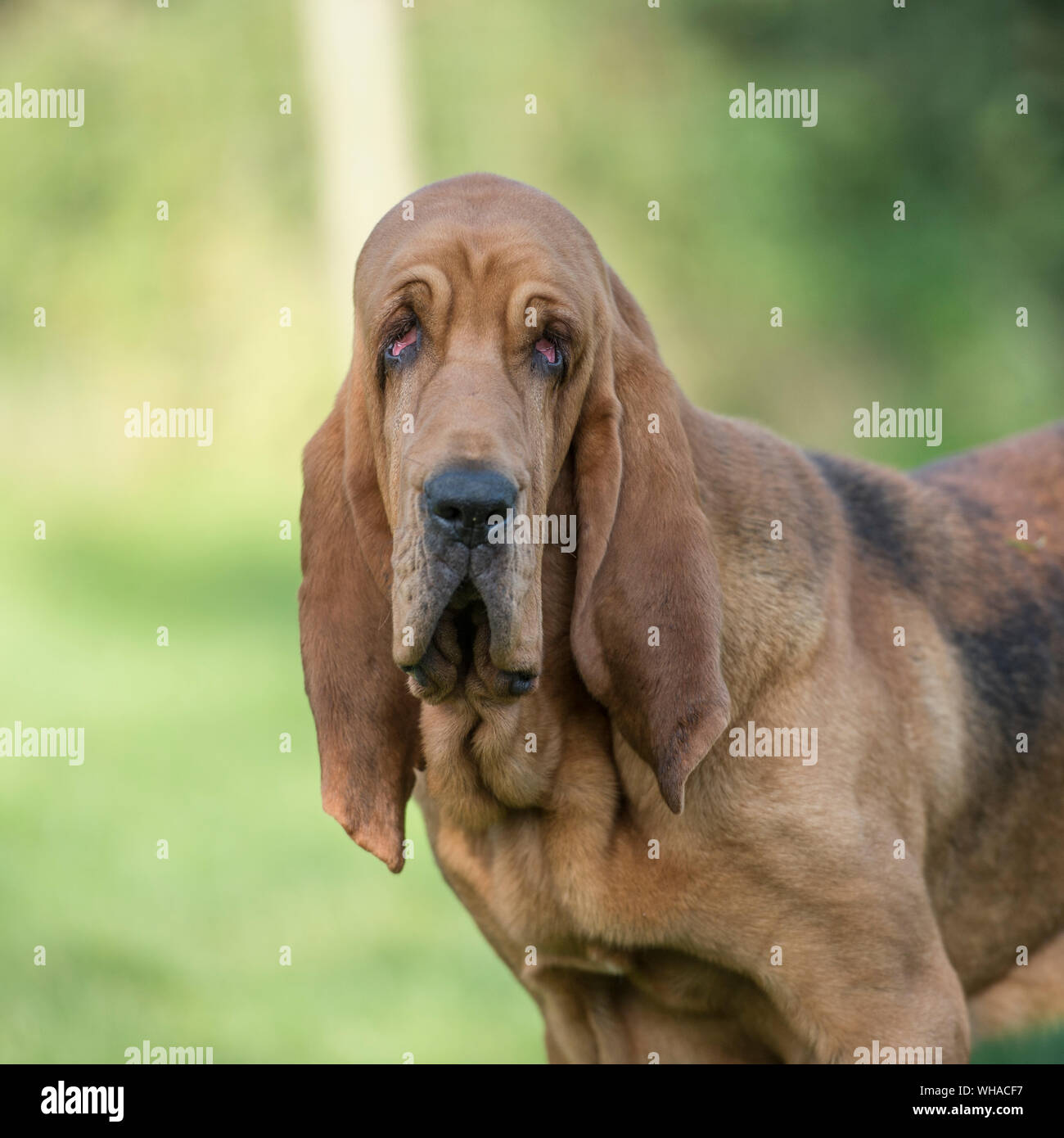 Bloodhound Hund Stockfoto