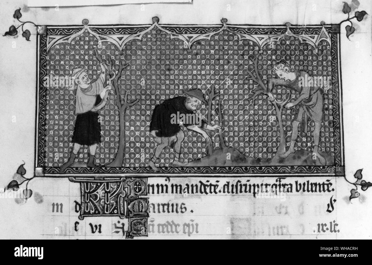 März Beschneidung von Queen Mary's Psalter Anfang des 14. Jahrhunderts Stockfoto