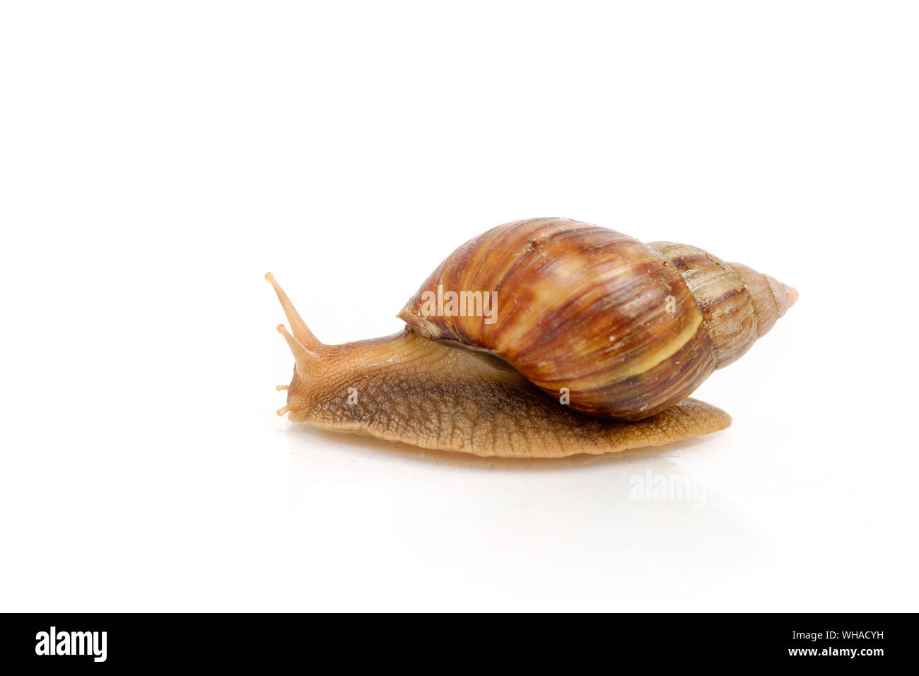 Garten-Schnecke auf weißem Hintergrund Stockfoto