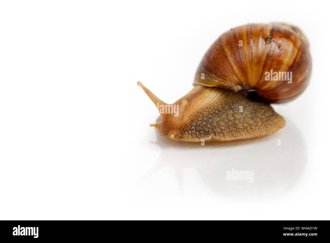 Garten-Schnecke auf weißem Hintergrund Stockfoto