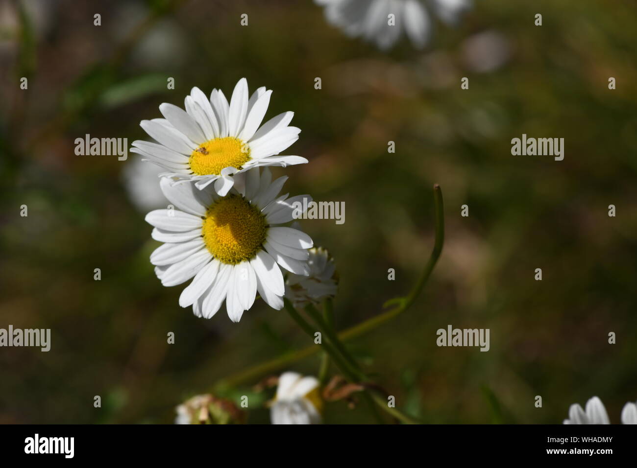 Wildblumen in Mount Rainier National Park Stockfoto