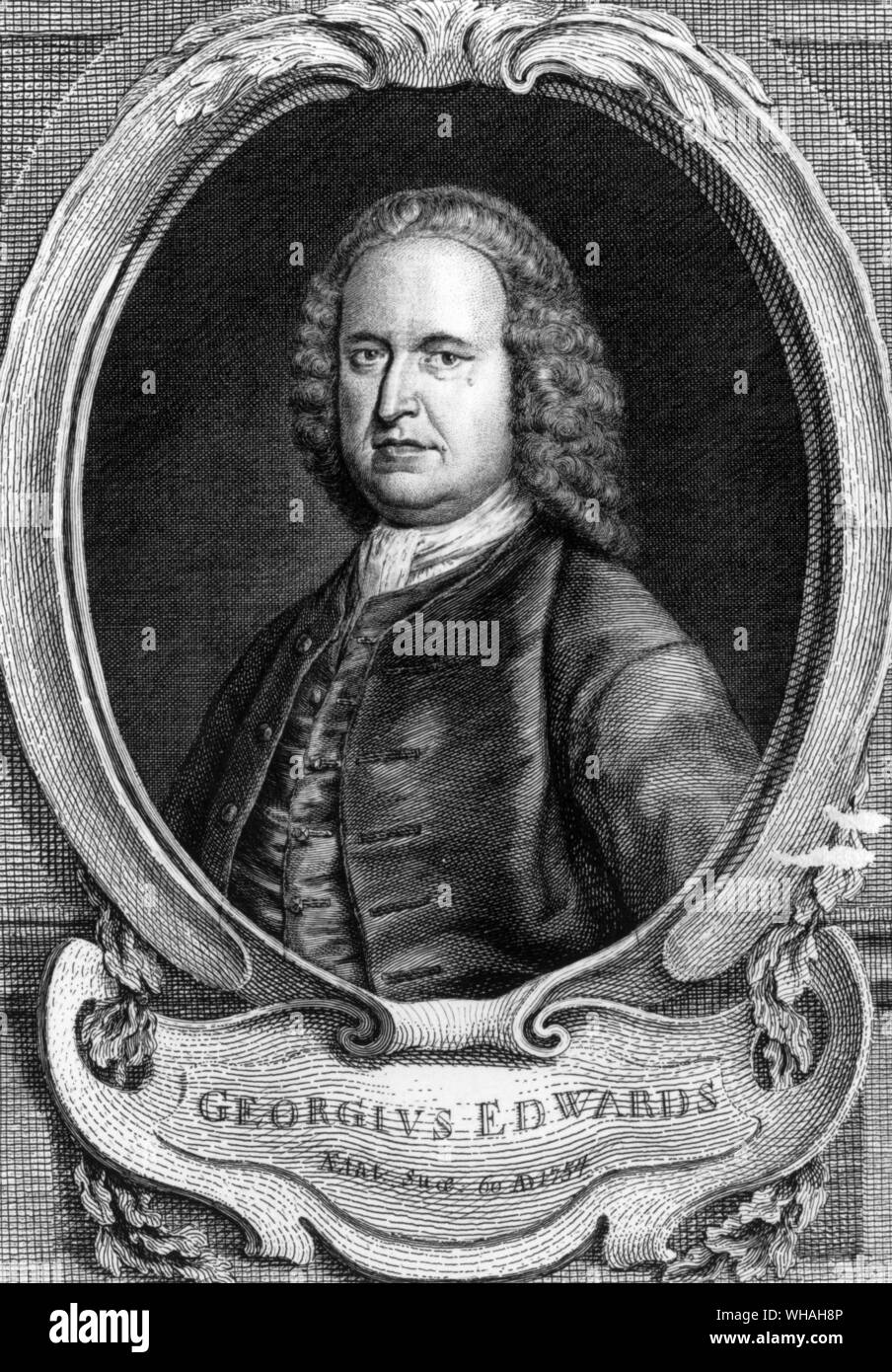 George Edwards 1694-1773. ornithologischen Künstler/Wissenschaftler Stockfoto