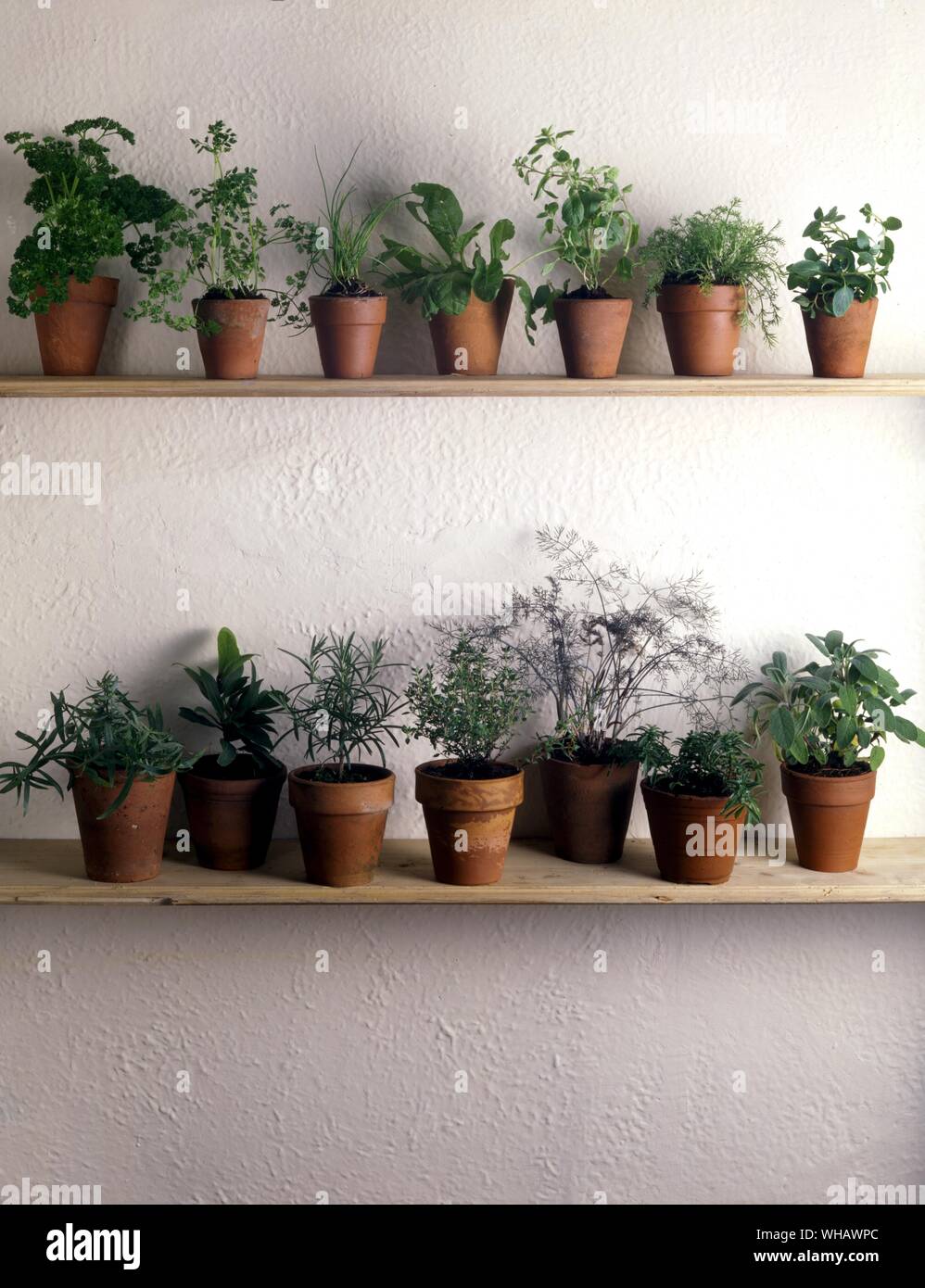 Kräuter. Englisch Petersilie. Continental Petersilie. Schnittlauch. Sauerampfer. Topf Majoran. Kamille. Pfefferminze. Estragon. Bucht. Rosmarin. Gemeinsame ThymeBronze Fenchel. Winter-bohnenkraut. Salbei Stockfoto