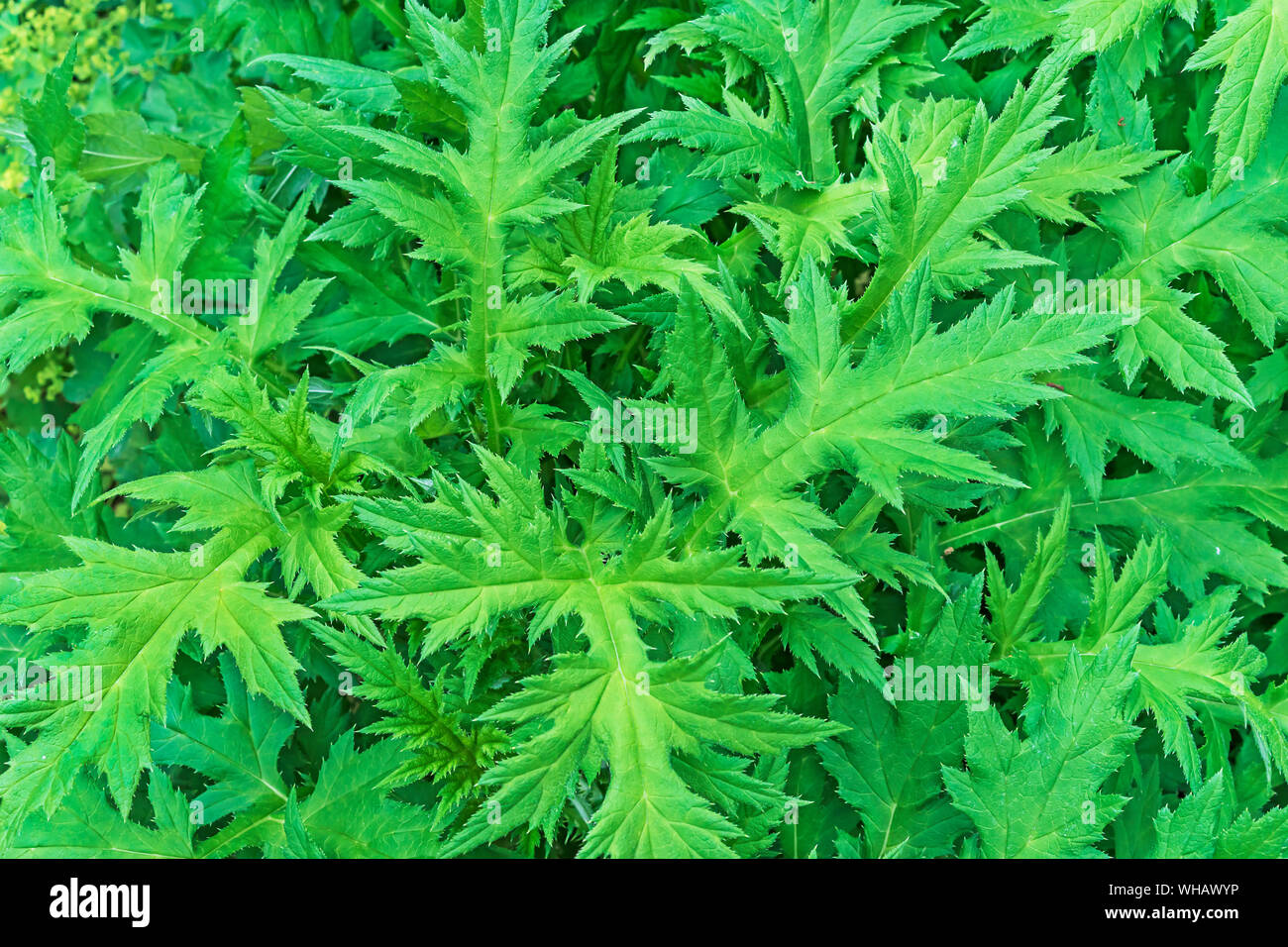Curly Thistle (? Mammals crispus). Hintergrund mit grünen Blättern einer Distel. Stockfoto
