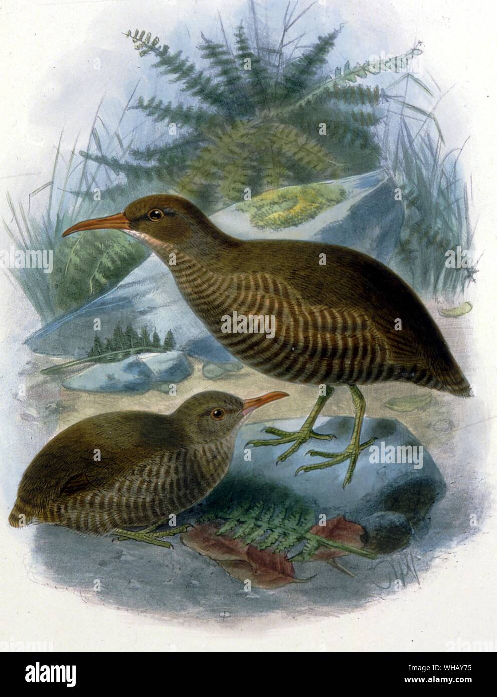 Chatham Inseln Schienen. Ausgestorbenen Vögel von Errol Fuller Seite 74. Eine Studie der kürzlich ausgestorbene Vogelarten der Welt mit Farbe und schwarz-weiß Abbildungen. Stockfoto