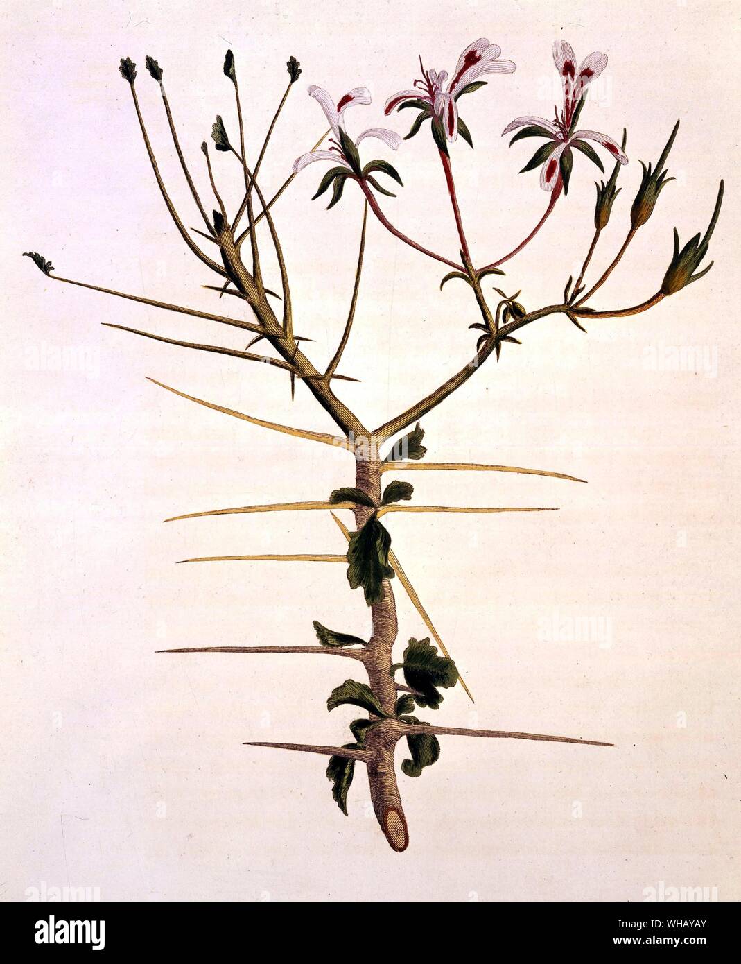 Geranie - Nova Arten. Die African Adventure - eine Geschichte von Afrikas Entdecker von Timothy Severin, Seite 166. Stockfoto