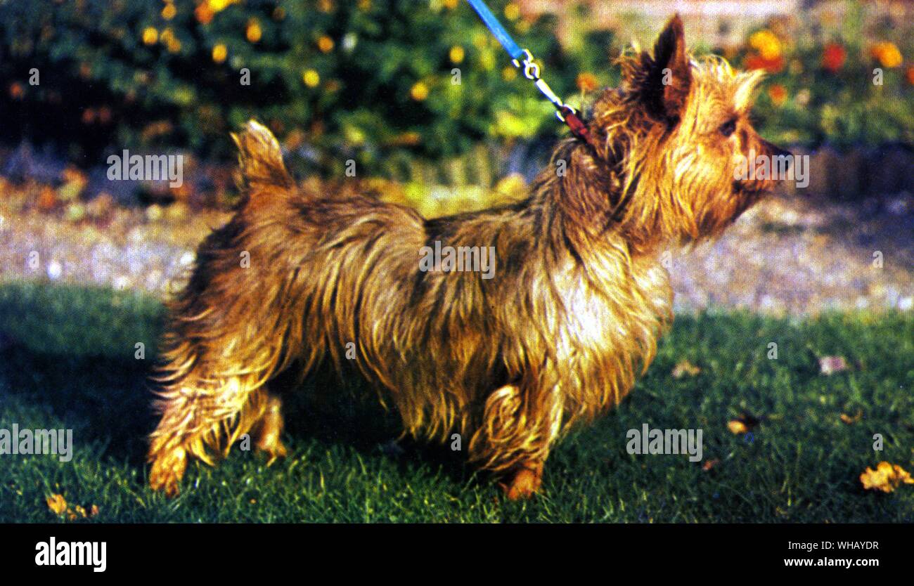 Australian Terrier. Faygate Flora Stockfoto