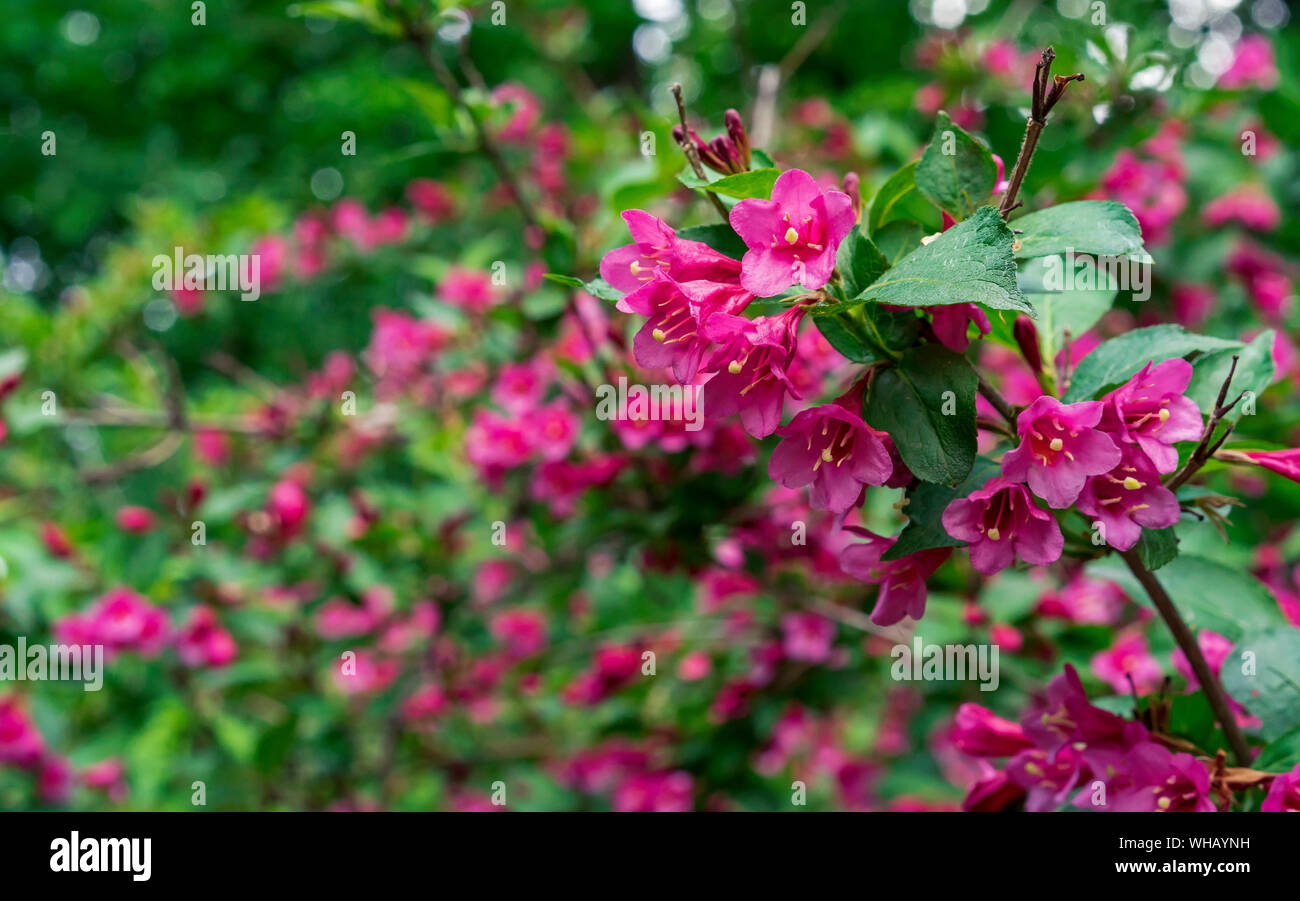 Blühende Weigela. Weigela Evita niedrig wachsende Strauch mit roten und