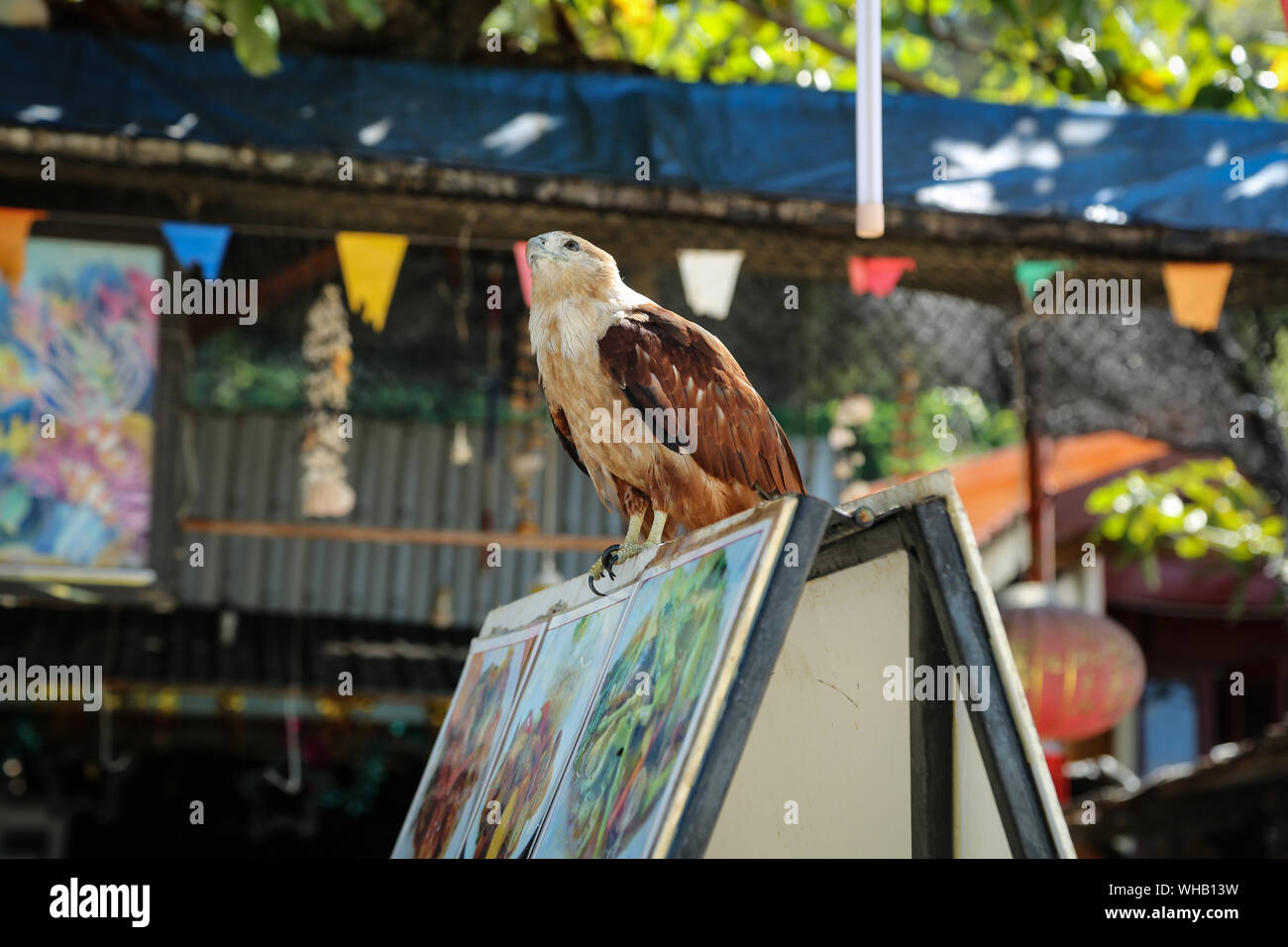 Seeadler sitzen auf einem Schild am Leamtong Beach, Koh Phi Phi. Thailand Stockfoto