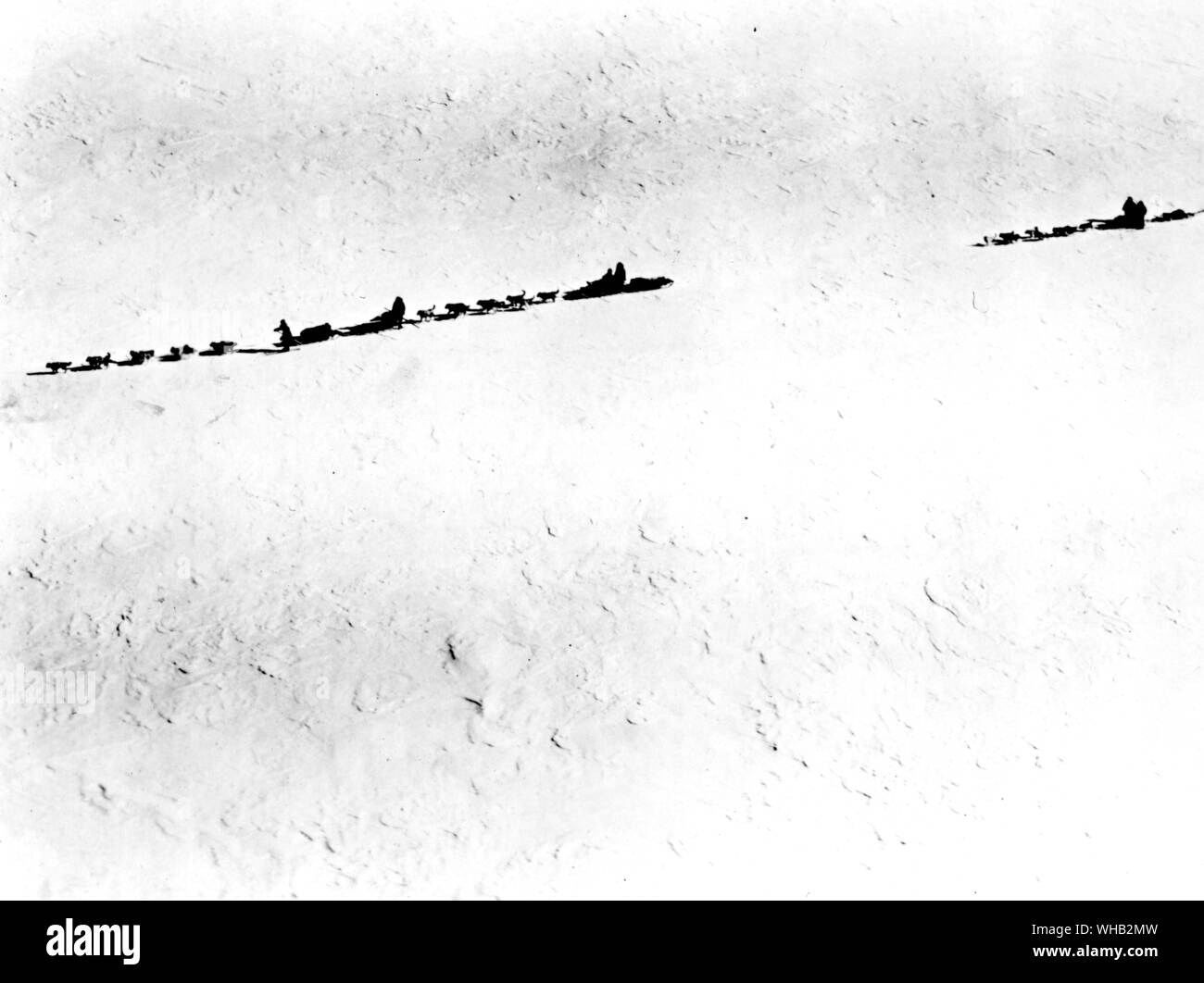 Hund Teams der geologischen Partei an der Großen Ice Shelf auf dem Weg zur KÖNIGIN-MAUD-Bereich Stockfoto