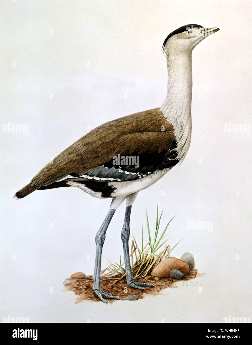 Vogel Illustration - große indische Trappe (Indien/Pakistan) von Jörg Kuhn - lebt in ariden und semi-ariden Grasland.. Stockfoto