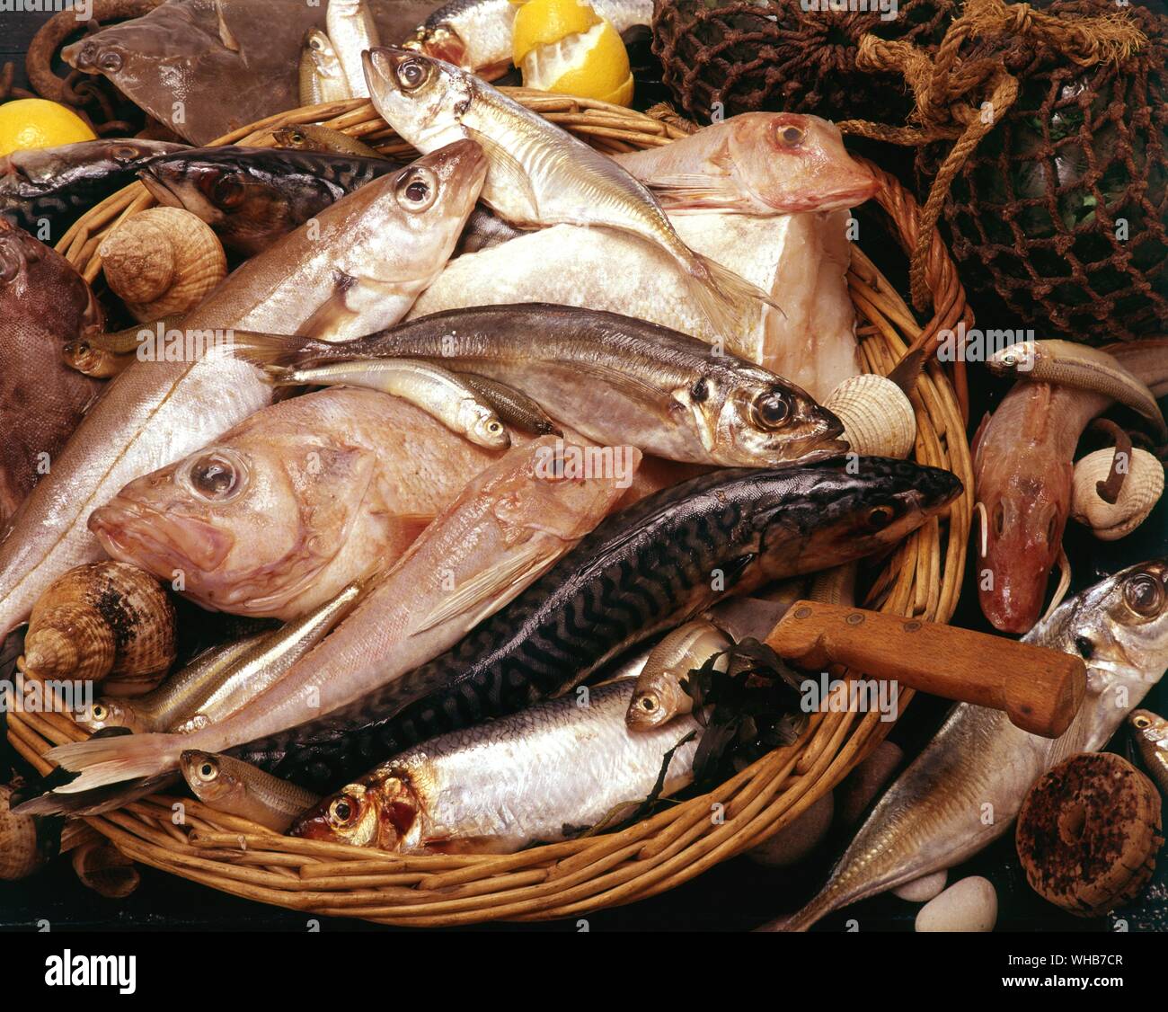 Auswahl der Fische in den Korb. Stockfoto