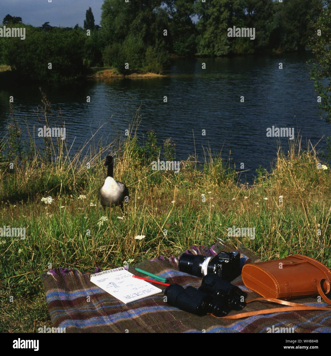 Vogelbeobachtung in England. Stockfoto