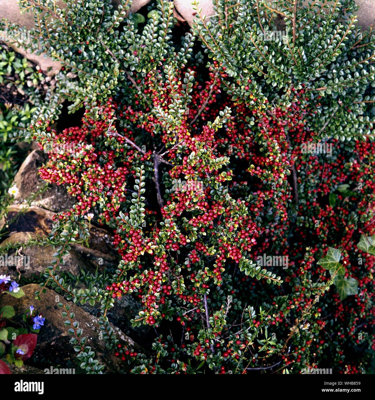 Cotoneaster Horizontalis. Stockfoto