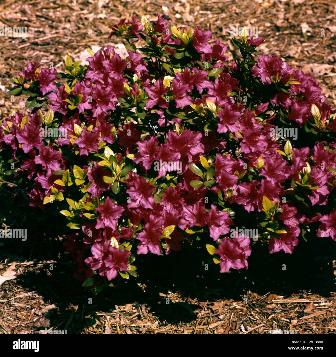 Rhododendron Vuyk's Scarlet. Stockfoto
