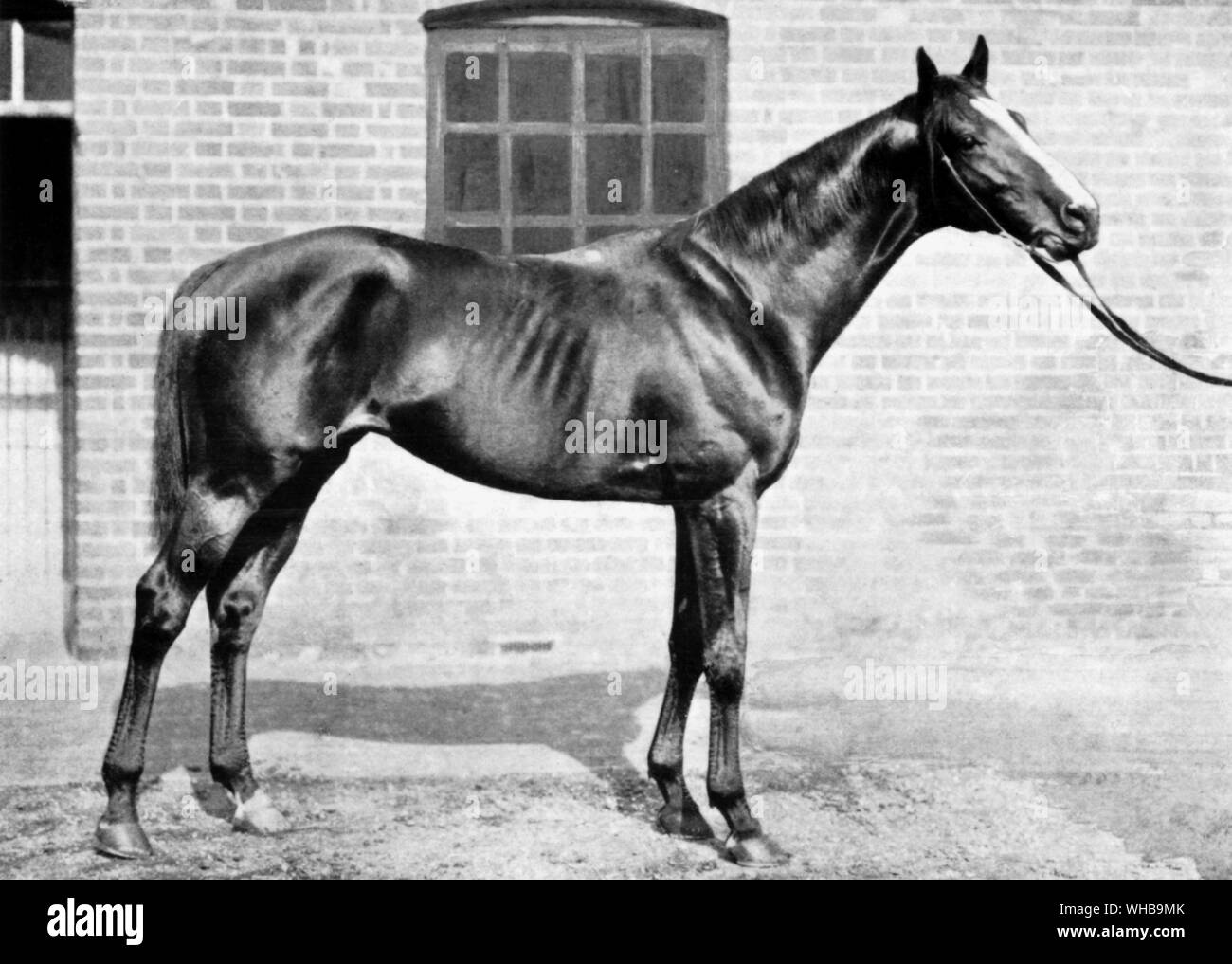 Bay Horse, Flying Fox. Foto von W A Rouch. . Winnner der Derby und St Leger und verkauft als eine vier Jahre alte an den Herzog von Verkauf von Westminster für 37.500 Guineen M. Edmond Blanc Stockfoto