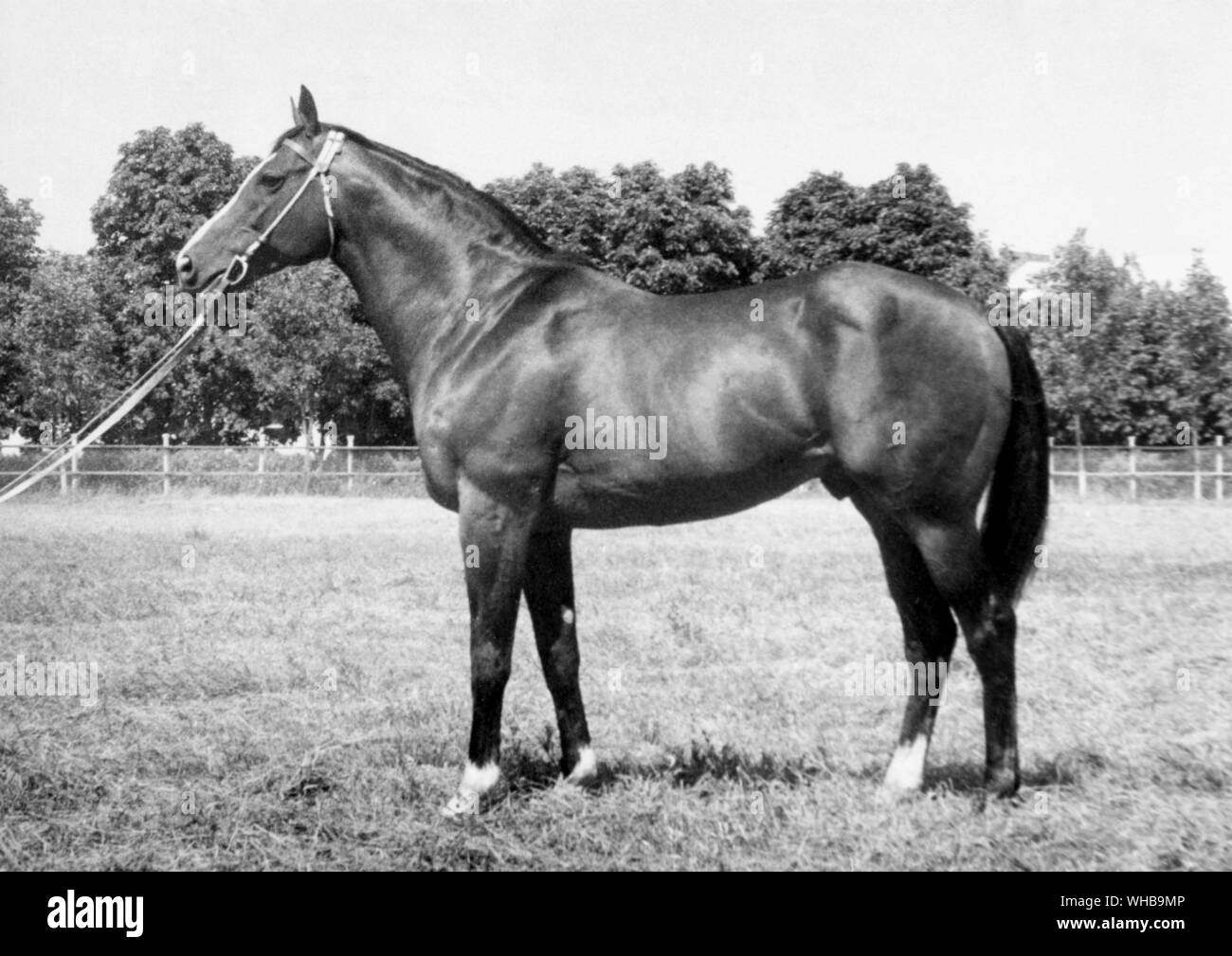 Russische Rennpferd Auilin Stockfotografie Alamy