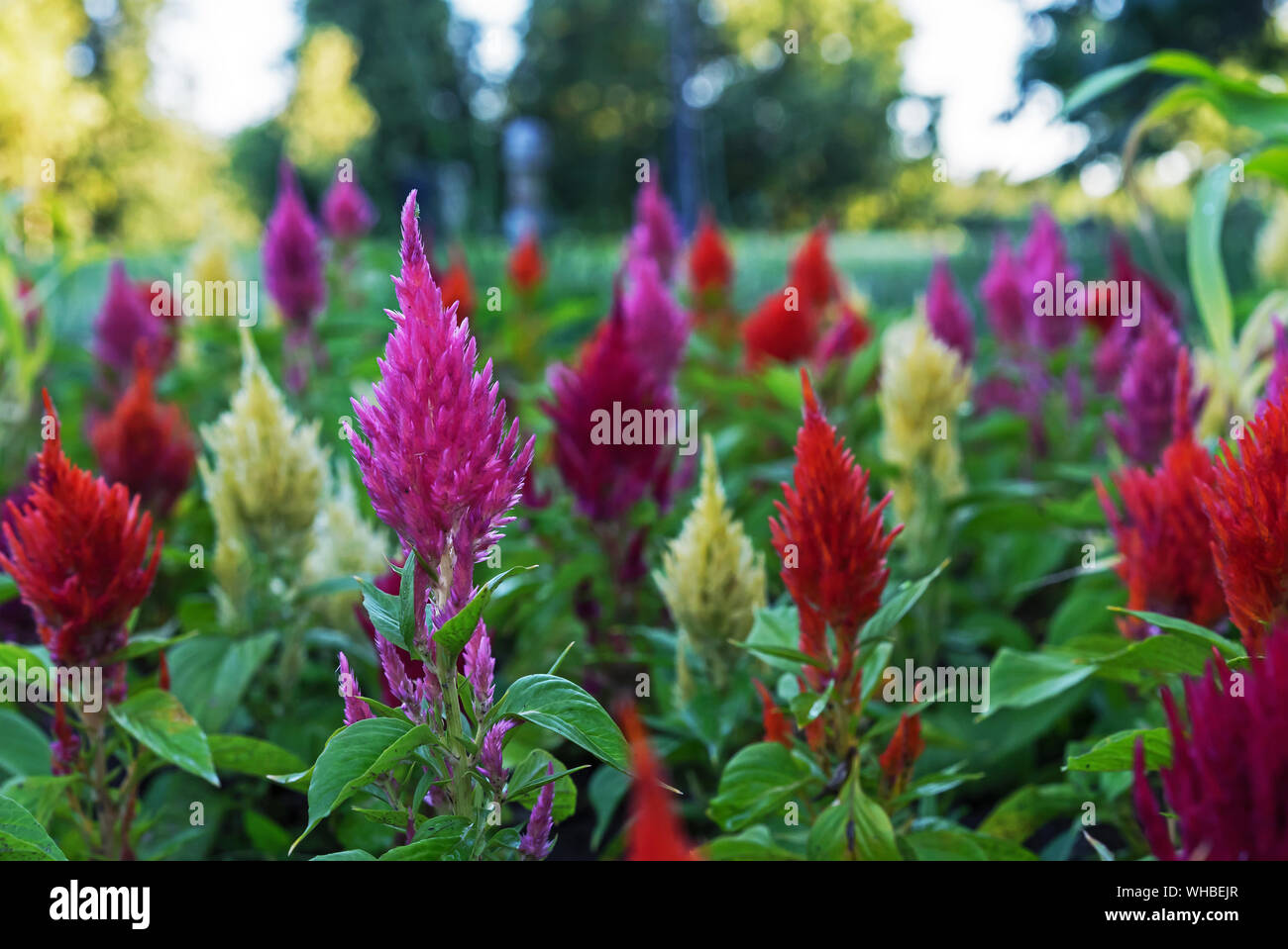 Celosia mit einer hellen Farbe und Form der Blütenstände, ähnlich wie