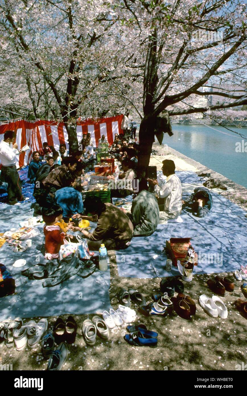 Cherry Blossom anzeigen picnicers, Hiroshima Peace Park, Japan Stockfoto