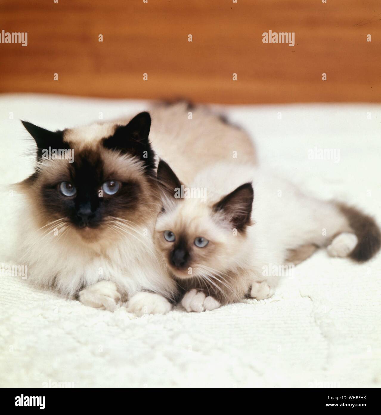 Bluepoint Perser Katze und Kätzchen Stockfoto