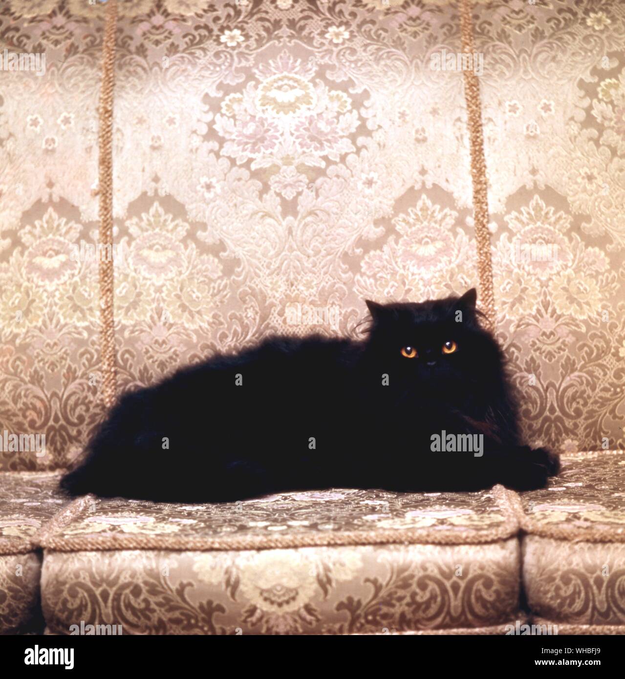 Langhaarige schwarze Katze Stockfoto