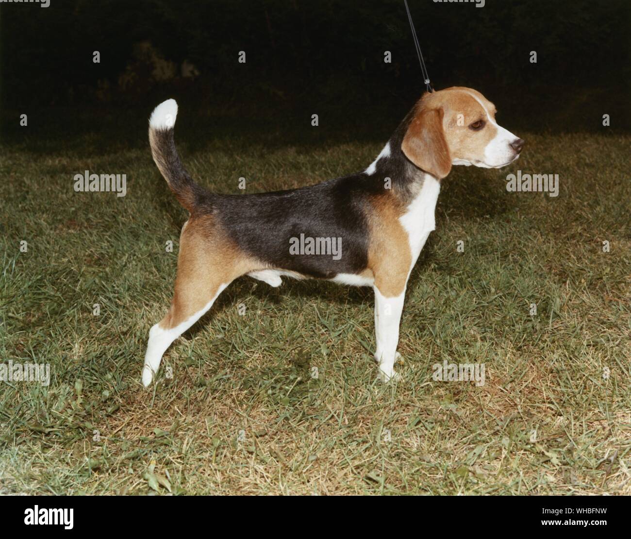 Beagle. Meister hund Snoopy Devenridge Stockfoto