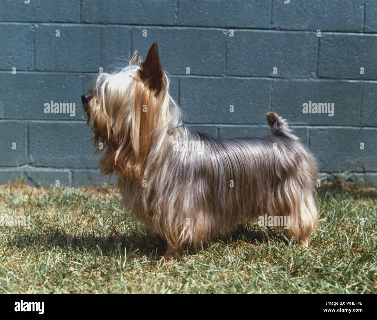 Australian Silky Terrier Stockfoto