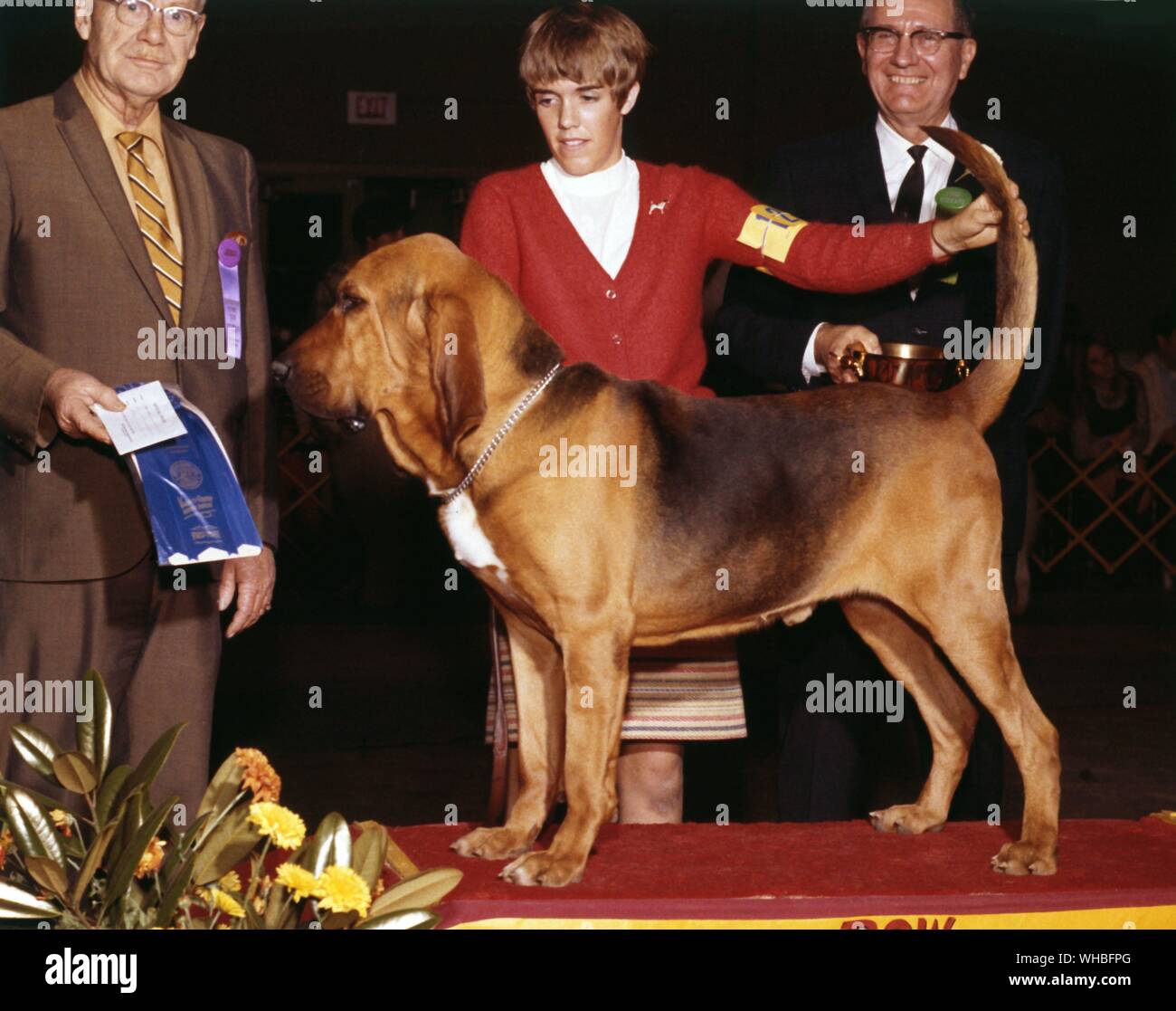 Bloodhound (auch bekannt als St. Hubert Hound. Speziell für die Verfolgung von Menschen gezüchtet Stockfoto