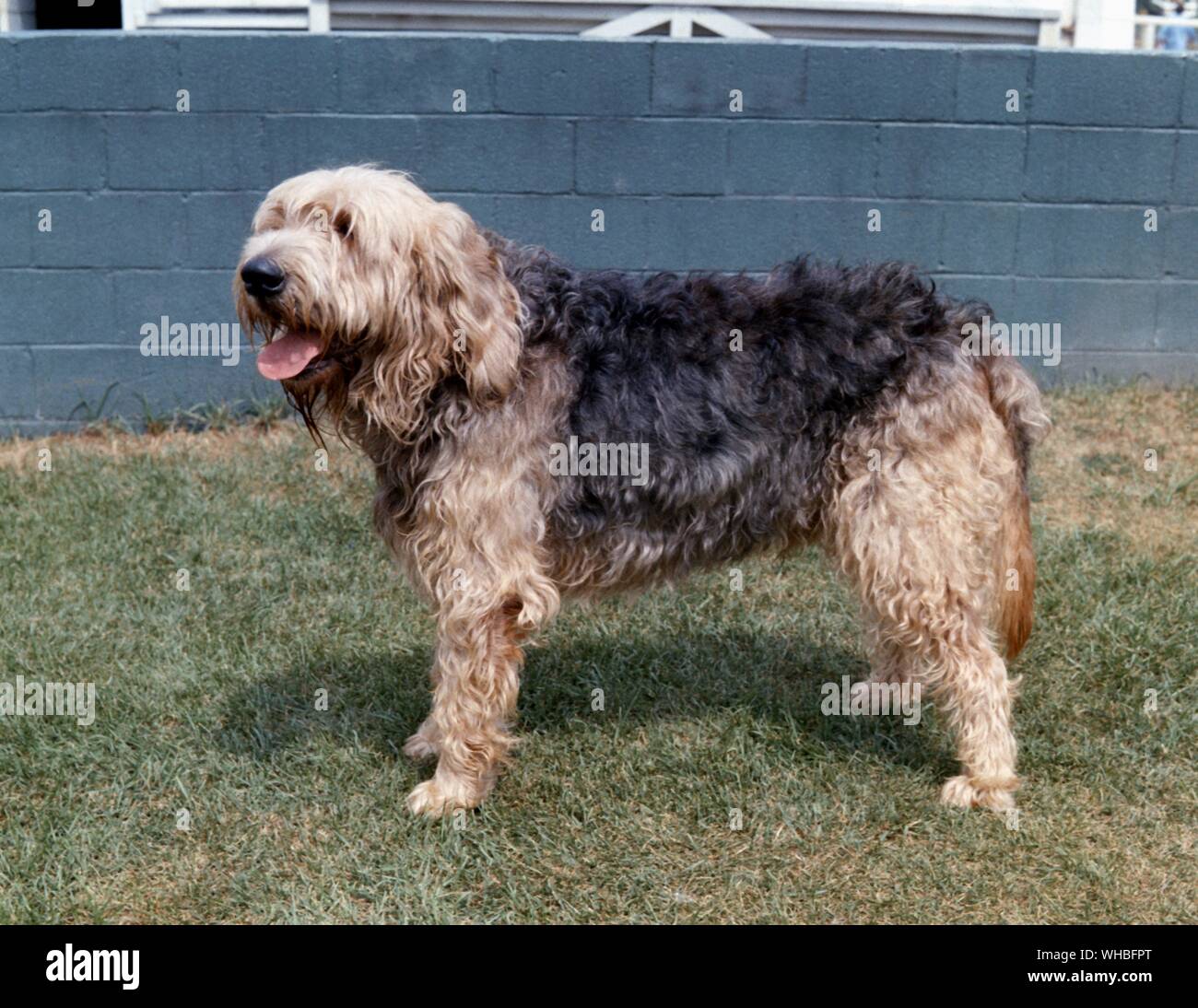 Otterhound ist eine alte britische Hunderasse Stockfoto