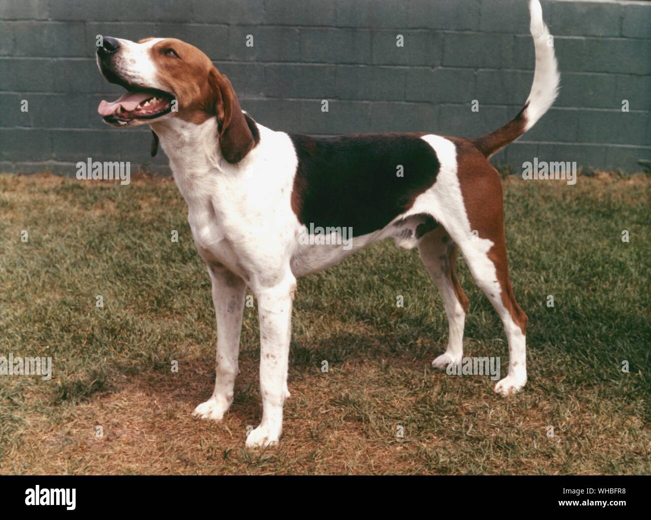 English Foxhound Stockfoto