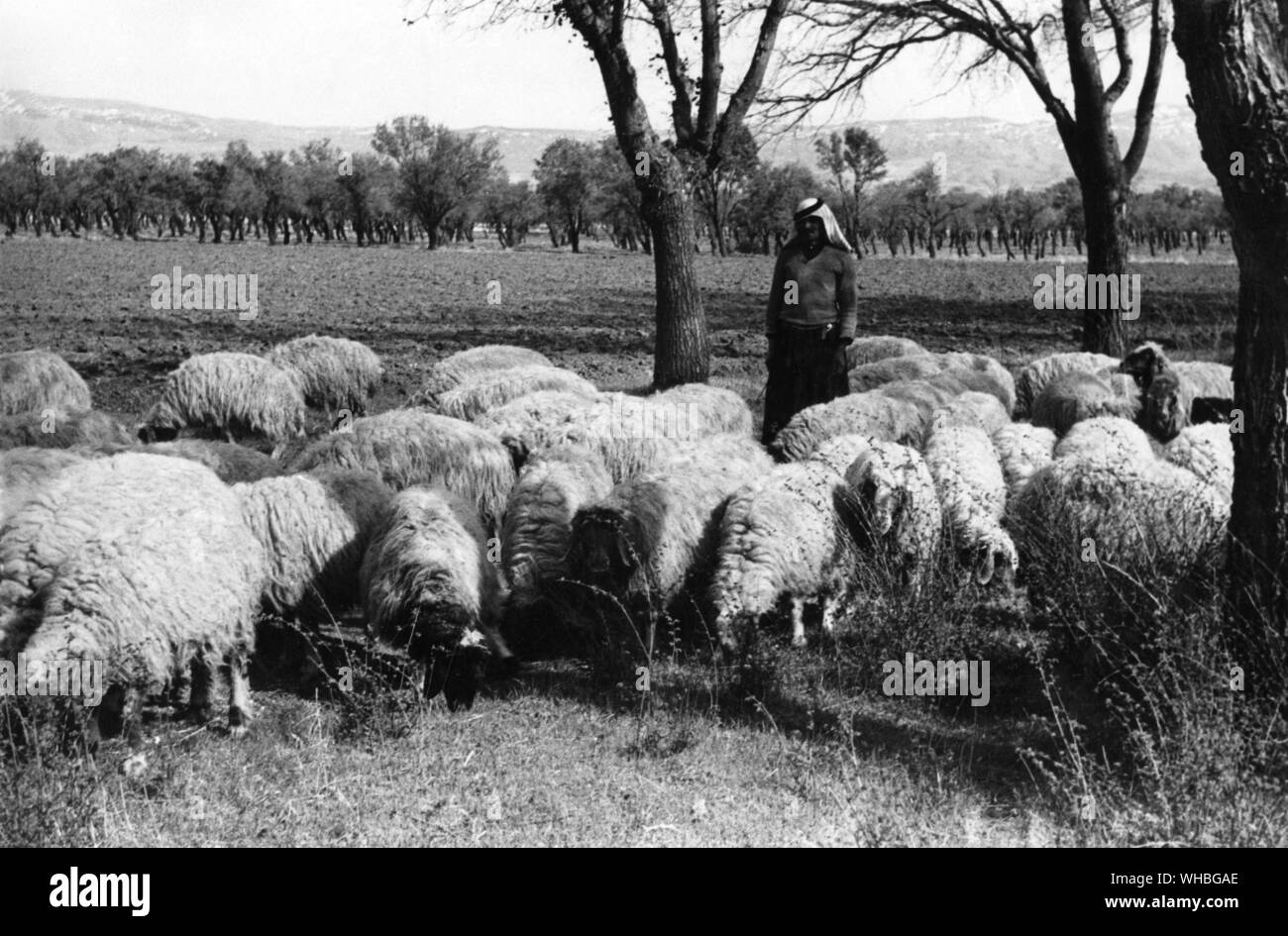 Schäfer mit seiner Herde von Schafen, Libanon Stockfoto