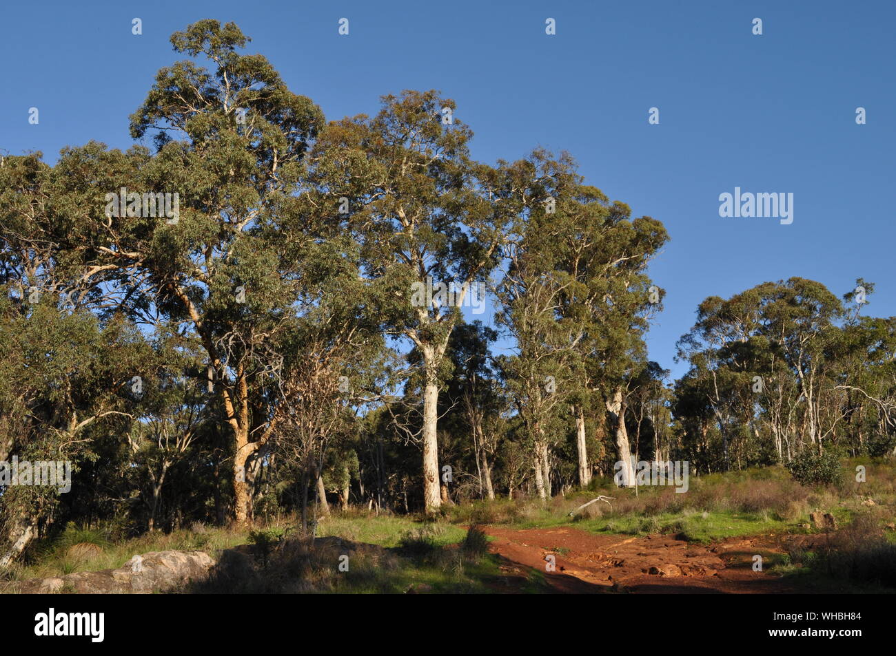 Australische Bush mit Eukalyptusbäumen, Whistlepipe Gully Walk, Mundy Regional Park, Perth Hills, Western Australia, Australien Stockfoto